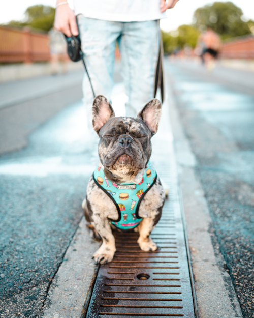 merle french bulldog on a leash